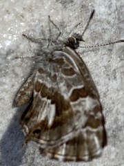 Cacyreus marshalli