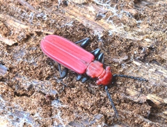 Cucujus cinnaberinus