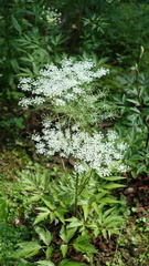 Angelica acutiloba
