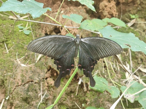 Chinese Peacock Swallowtail