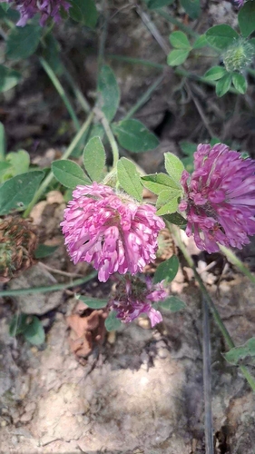 Red Clover