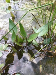 Alisma plantago-aquatica