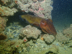 Sepia apama
