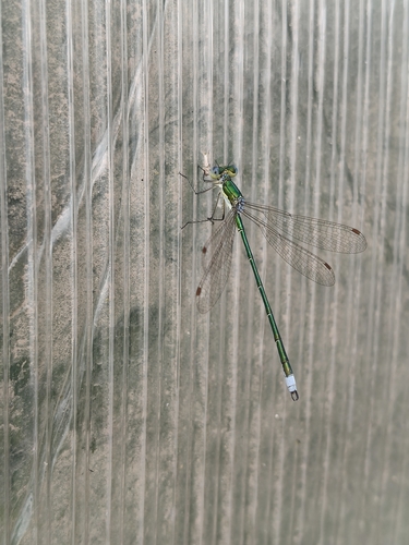 Small Spreadwing photo 5