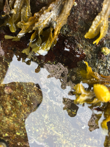 Pseudolithophyllum neofarlowii, 2026-07-25