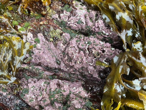 Pseudolithophyllum neofarlowii, 2026-07-25