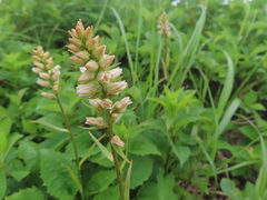 Timur Kalininsky, CC BY, iNaturalist via GBIF Aletris foliata, photograph Timur Kalininsky, CC BY, iNaturalist via GBIF