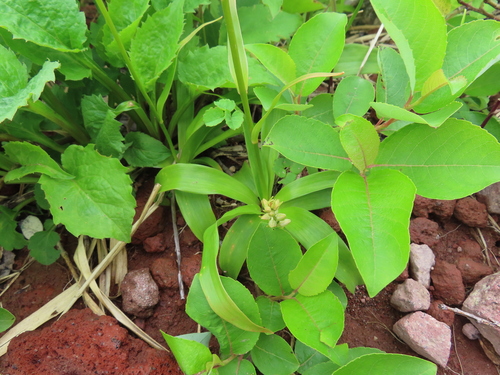 Aletris foliata, photograph 6