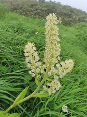 Green false hellebore (Veratrum stamineum)