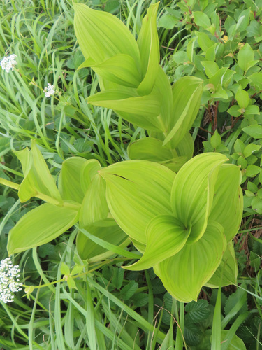 Veratrum stamineum, photograph 3