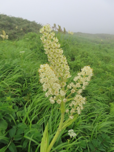 Veratrum stamineum, photograph 2