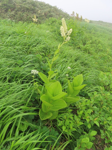 Veratrum stamineum, photograph 4