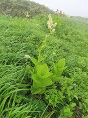 Veratrum stamineum, photograph (c) Timur Kalininsky, some rights reserved (CC BY)