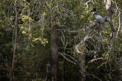 iNaturalist image