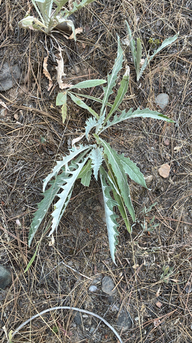 wavyleaf thistle