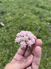 Pimpinella rhodantha