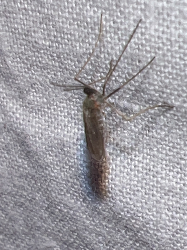 Winter Marsh Mosquito