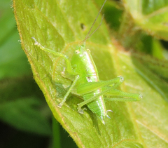 Tettigonia orientalis