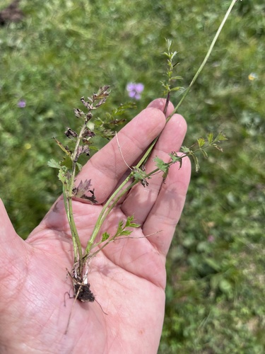 Pimpinella rhodantha, photograph 2