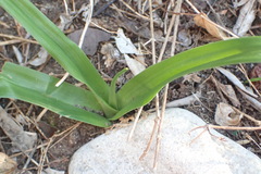 Colchicum longipes