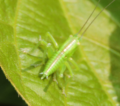 Tettigonia orientalis