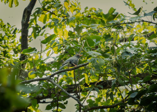 iNaturalist image