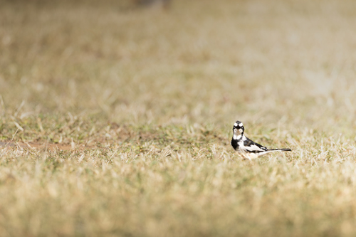 iNaturalist image