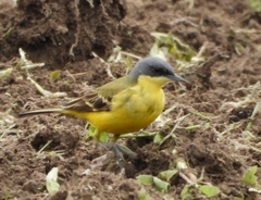 Motacilla flava thunbergi