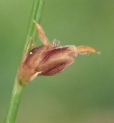 Ficinia acuminata