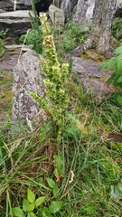 Rumex longifolius, photograph (c) Полина Полежанкина, some rights reserved (CC BY)