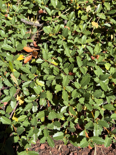 iNaturalist observation photo of Mahala mat