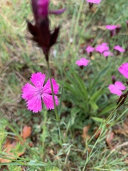 Dianthus carthusianorum