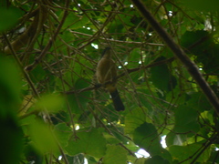 Telophorus olivaceus