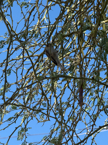 Verdin