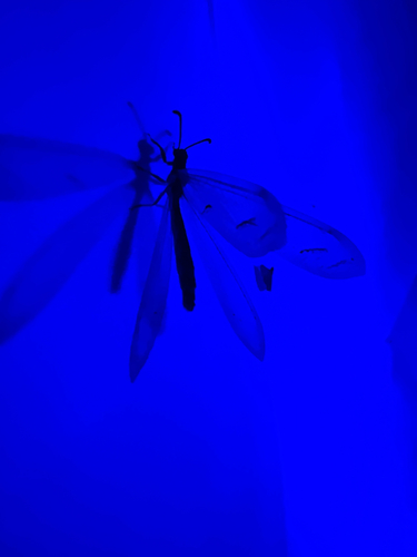 Euptilon ornatum
