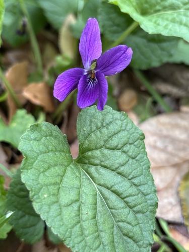 Sweet violet