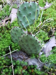 Opuntia cespitosa
