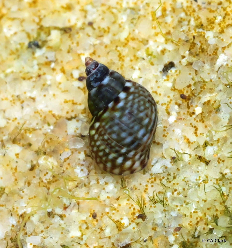 Afrolittorina acutispira
