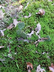 Opuntia cespitosa