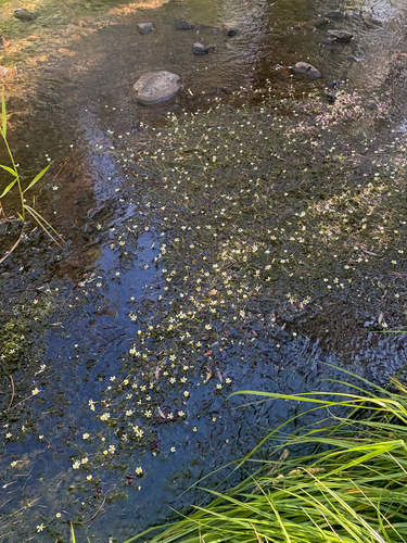 iNaturalist observation photo of Water-crowfoots
