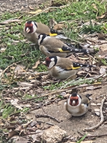 European Goldfinch