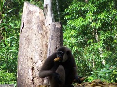 Hylobates albibarbis