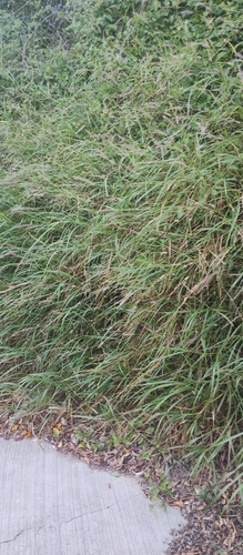 pasto buffel