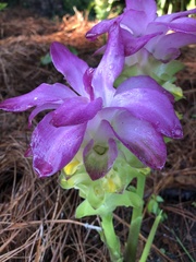 Curcuma petiolata