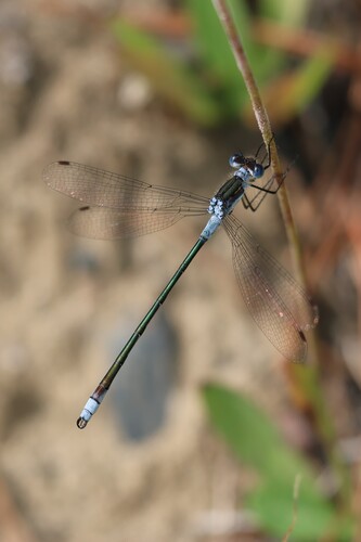 Northern Spreadwing