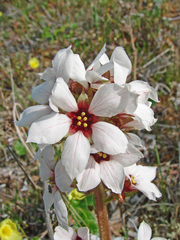 Boykinia richardsonii