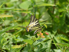 Graphium antiphates itamputi