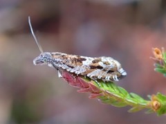 Ancylis unguicella