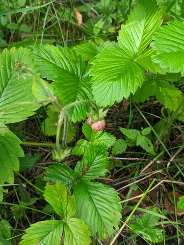 Fragaria moschata, photograph 4
