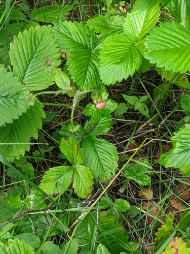 Fragaria moschata, photograph 5
